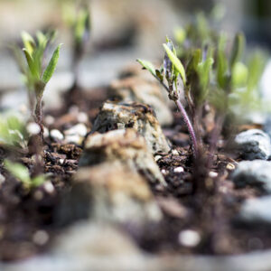 Tomato Plants, tomato seedlings, starting from seed