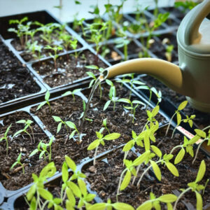 Seed storage, seed saving, seed starting, seed watering