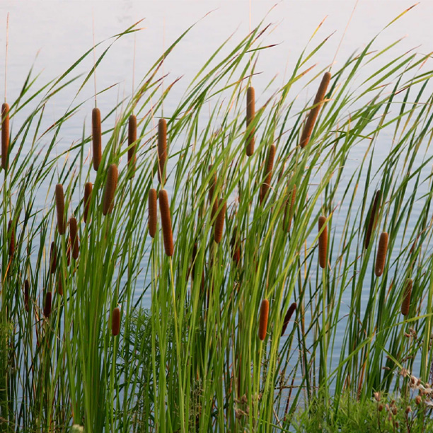 Cattail-plants cattails