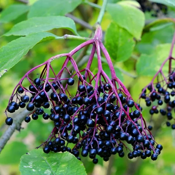 Foraging Elderberry