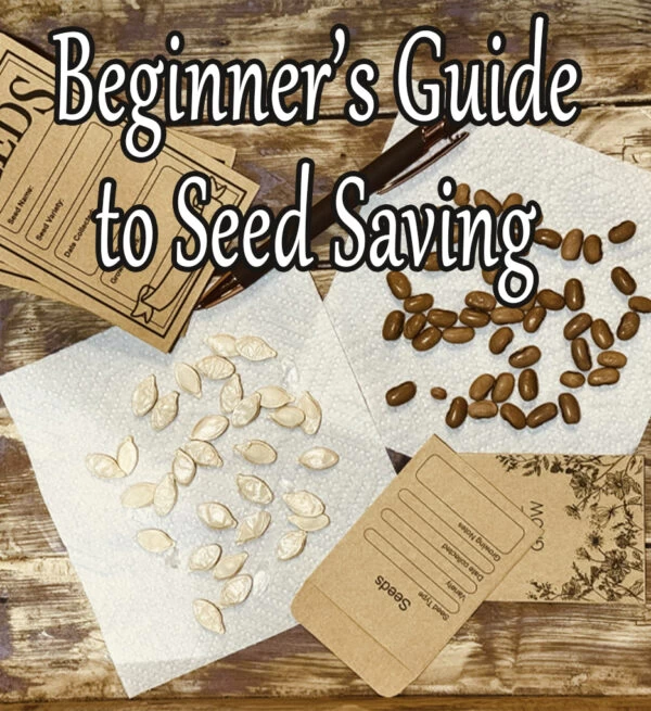 Class Beginner S Guide To Seed Saving Next Date Pending Keeping