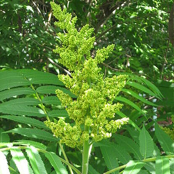 staghorn sumac blossom
