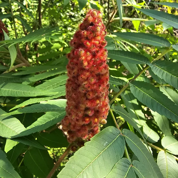 staghorn Sumac cone, drupes