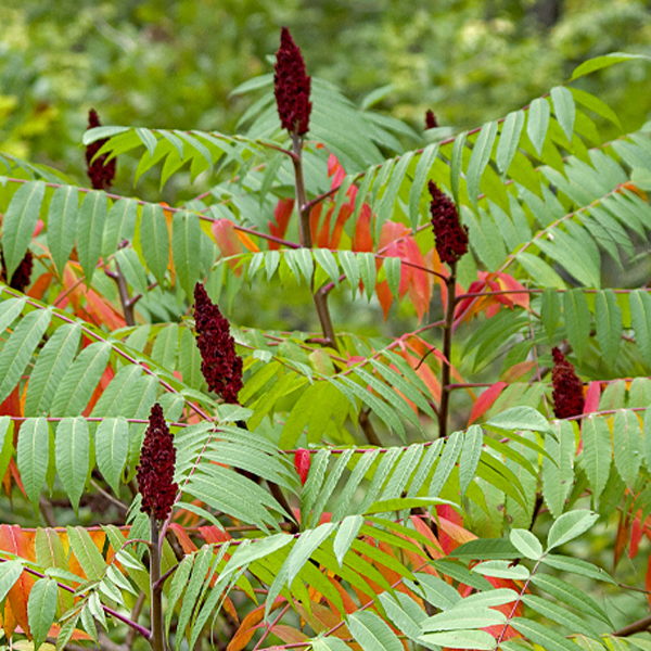 staghorn Sumac tree