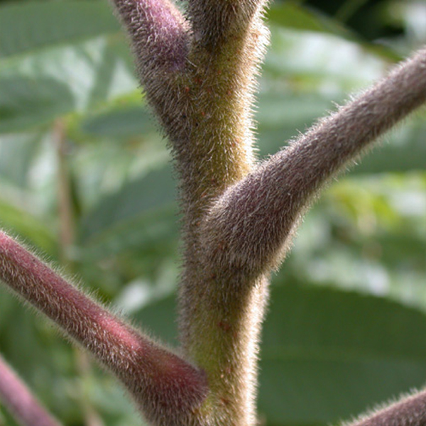 staghorn Sumac stem, branch